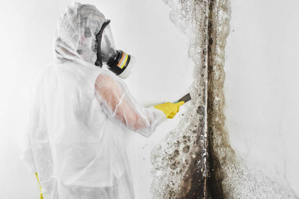 Best Mold Cleaning Services  in Jerseyvle, IL