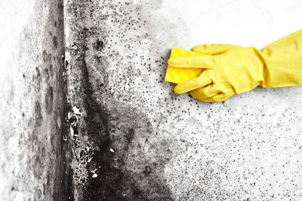 Trusted Jerseyville, IL Mold Removal Experts