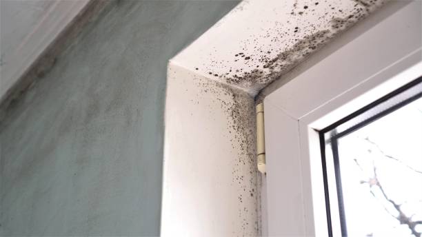 Best Local Mold Removal Service  in Jerseyvle, IL