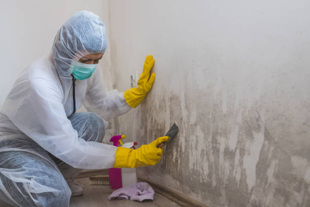 Best Home Mold Removal  in Jerseyvle, IL