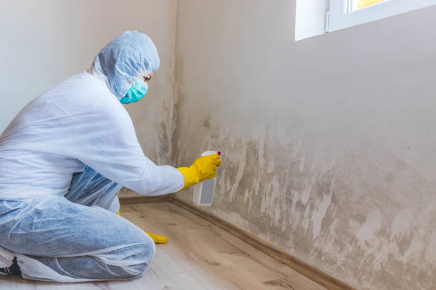Best Attic Mold Removal  in Jerseyvle, IL