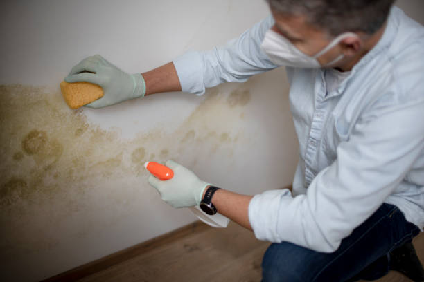 Best Crawl Space Mold Removal  in Jerseyvle, IL