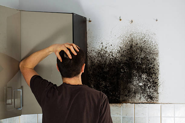 Trusted Jerseyville, IL Mold Removal Experts