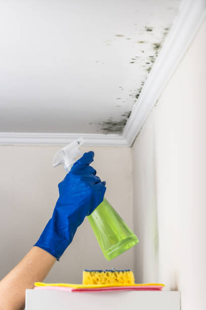 Best Commercial Mold Removal  in Jerseyvle, IL