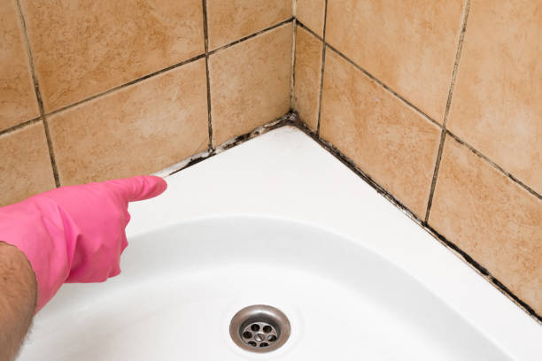 Best Emergency Mold Removal  in Jerseyvle, IL