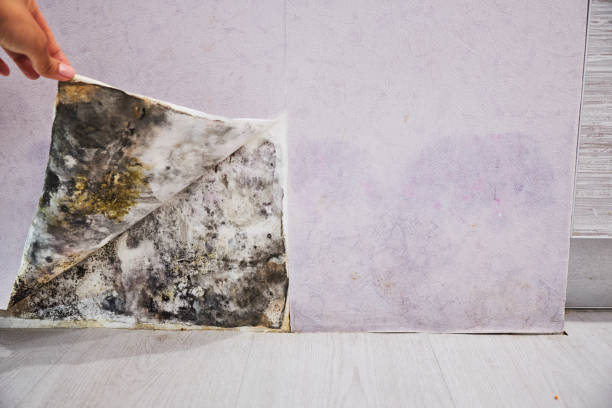 Best Professional Mold Removal  in Jerseyvle, IL